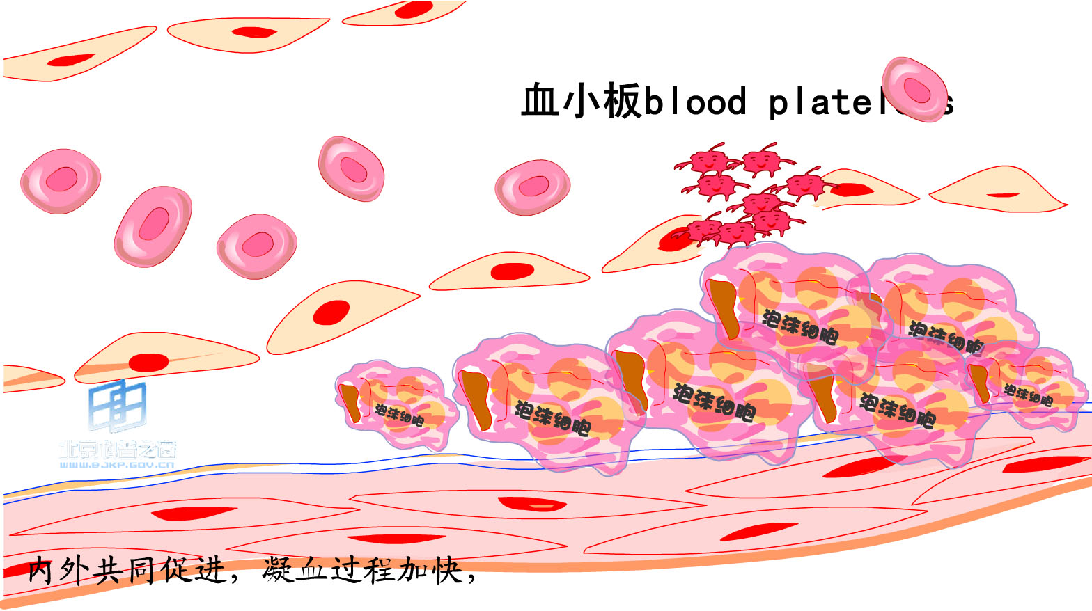 亚洲美女又黄又爽在线观看
